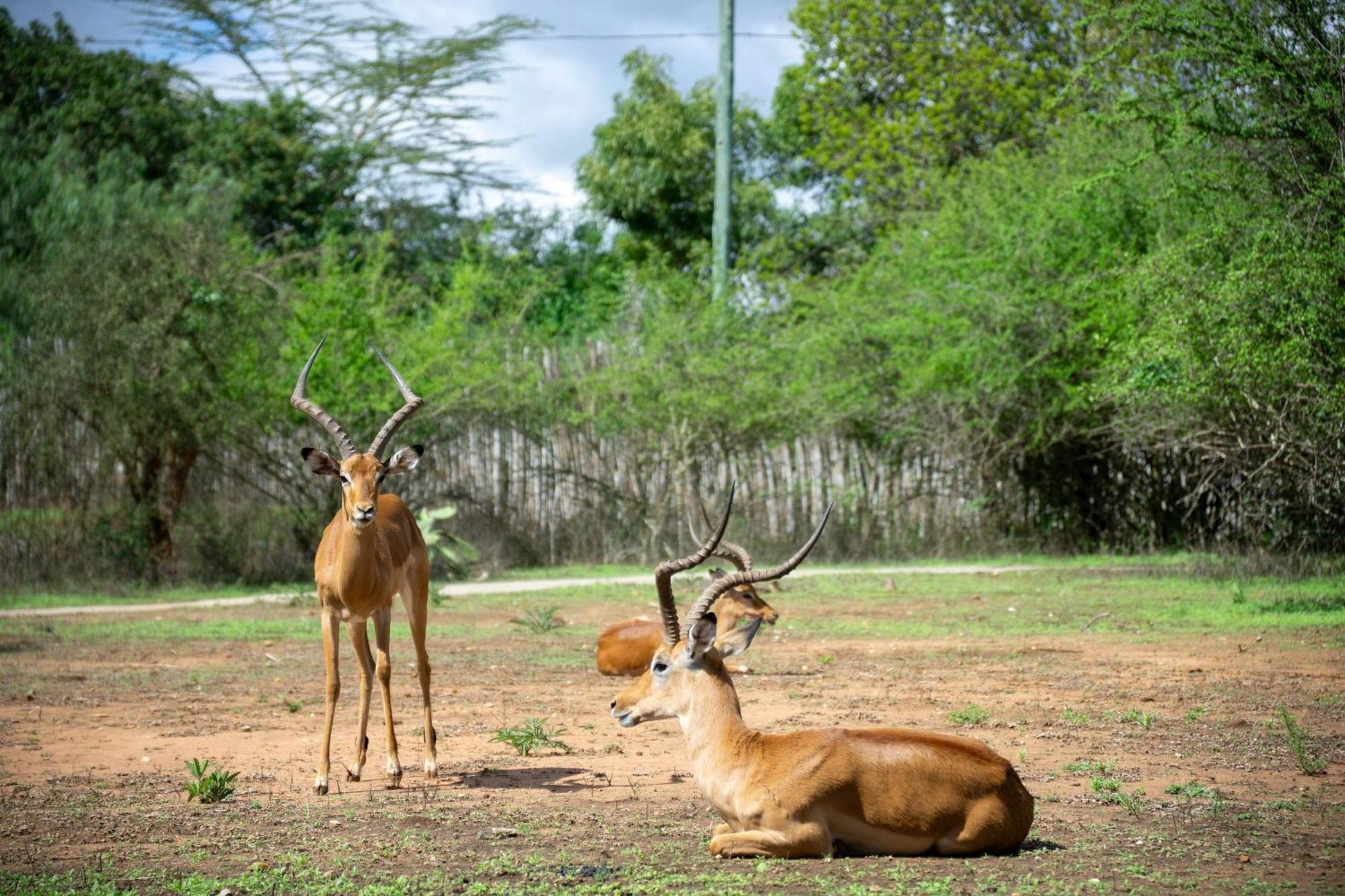 Lukenya Getaway Hotel Athi River Eksteriør billede