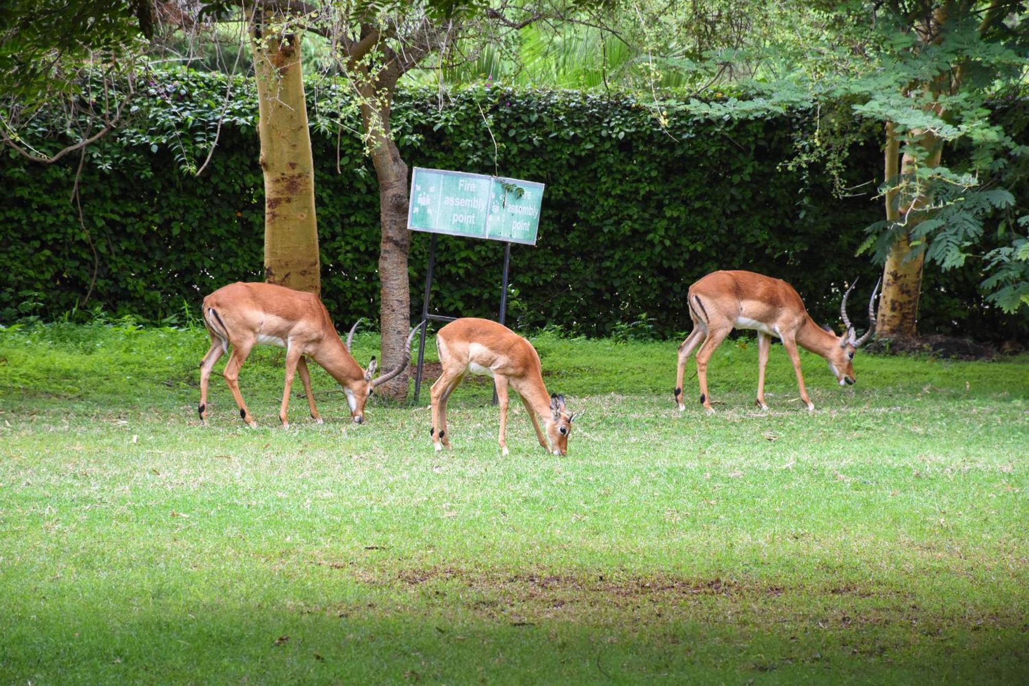 Lukenya Getaway Hotel Athi River Eksteriør billede